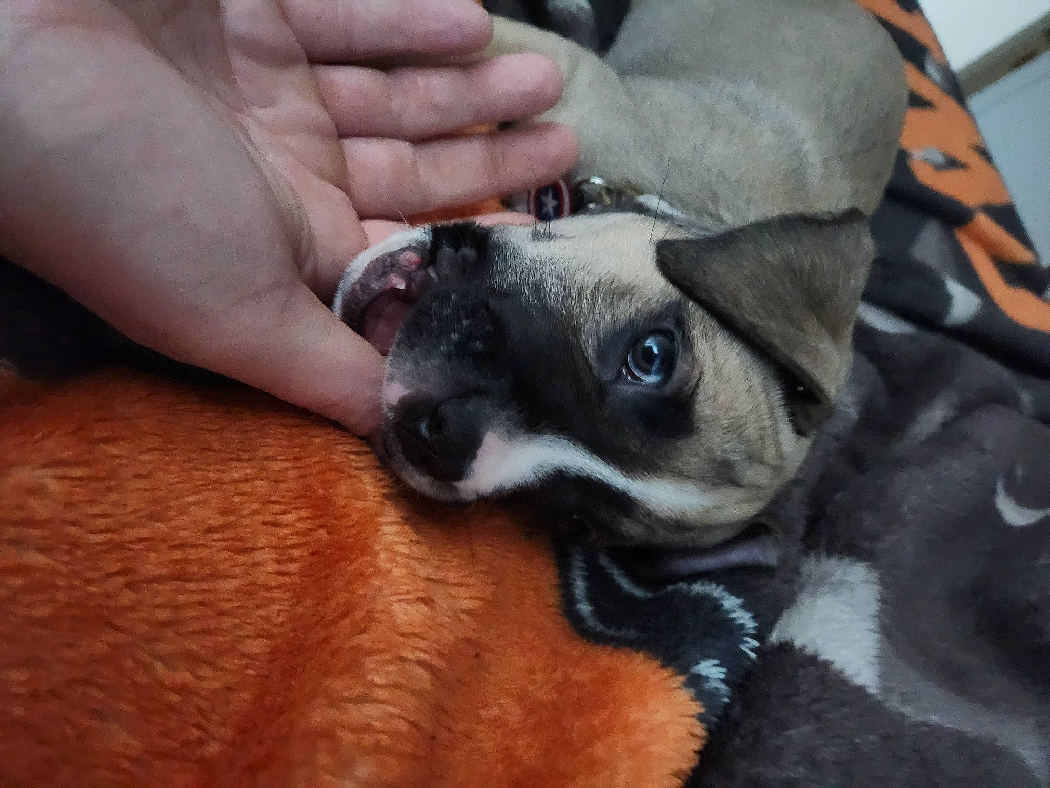 Trump Jr is registered to the contest to win money with this photo: canidae, carnivore, comfort, companion_dog, dog, dog_breed, ear, fawn, fur, hand, nail, non_sporting_group, puppy, puppy_love, snout, sporting_group, thumb, toy_dog, whiskers, working_animal