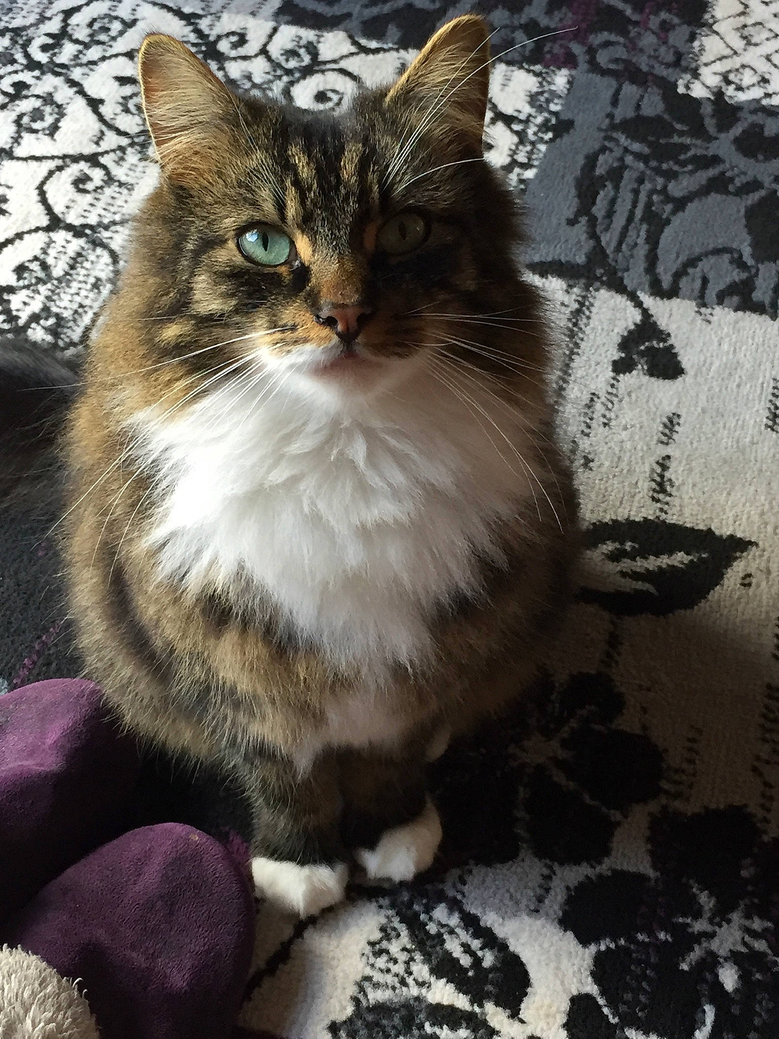 Gunther is registered to the contest to win money with this photo: carnivore, cat, claw, domestic_short_haired_cat, door, felidae, fur, grass, paw, sitting, small_to_medium_sized_cats, snout, tail, terrestrial_animal, whiskers, wildlife, window