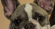 Gotti joined the competition — help win amazing prizes! animal, beige_background, bulldog, close_up, companion, cute, dog, ears, eyes, face, french_bulldog, indoor, jowls, muzzle, nose, pet, portrait, staring, whiskers, wrinkles