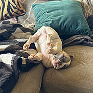 Gotti joined the competition — help win amazing prizes! puppy, dog, sleeping, nap, couch, sofa, blanket, pillow, paw, cute, cozy, indoors, home, pet, portrait, relaxed, fur, small_dog, snout, eyes_closed