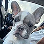 dog, french_bulldog, puppy, car_interior, steering_wheel, person, hand, window, sky, clouds, close_up, portrait, big_ears, snout, whiskers, pet, sitting, lap, jacket, seat
