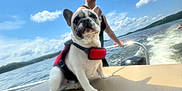Gotti joined the competition — help win amazing prizes! dog, french_bulldog, boat, water, lake, sky, clouds, person, hat, life_jacket, leash, seat, summer, outdoor, portrait, ears, wake, waves, boat_motor, horizon