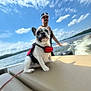 dog, french_bulldog, boat, water, lake, sky, clouds, person, hat, life_jacket, leash, seat, summer, outdoor, portrait, ears, wake, waves, boat_motor, horizon
