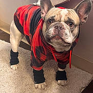 Gotti is registered to the contest to win money with this photo: dog, french_bulldog, hoodie, pet_clothing, leg_warmers, paws, carpet, towel, indoors, brown_eyes, ears, snout, portrait, close_up, standing, looking_up, cute, fur, expression, floor