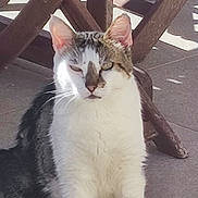 Miamiaou a rejoint le concours — aidez-le/la à gagner de superbes lots ! cat, tabby, white_cat, animal, pet, sitting, outdoor, patio, wooden_table, furniture, tile_floor, sunlight, shadows, whiskers, ears, eyes, portrait, vertical_photo, calm, cute