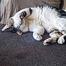 Miamiaou a rejoint le concours — aidez-le/la à gagner de superbes lots ! cat, calico_cat, sleeping, relaxed, upside_down, couch, indoor, pet, fur, white_fur, black_fur, orange_fur, paws, pink_paw_pads, whiskers, closed_eyes, resting, cute, animal, cozy
