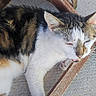 Miamiaou a rejoint le concours — aidez-le/la à gagner de superbes lots ! cat, calico_cat, sleeping, lounging, animal, pet, feline, whiskers, ears, fur, white_fur, black_fur, orange_fur, wooden_chair, outdoor, sunlight, pavement, relaxed, close_up, nap