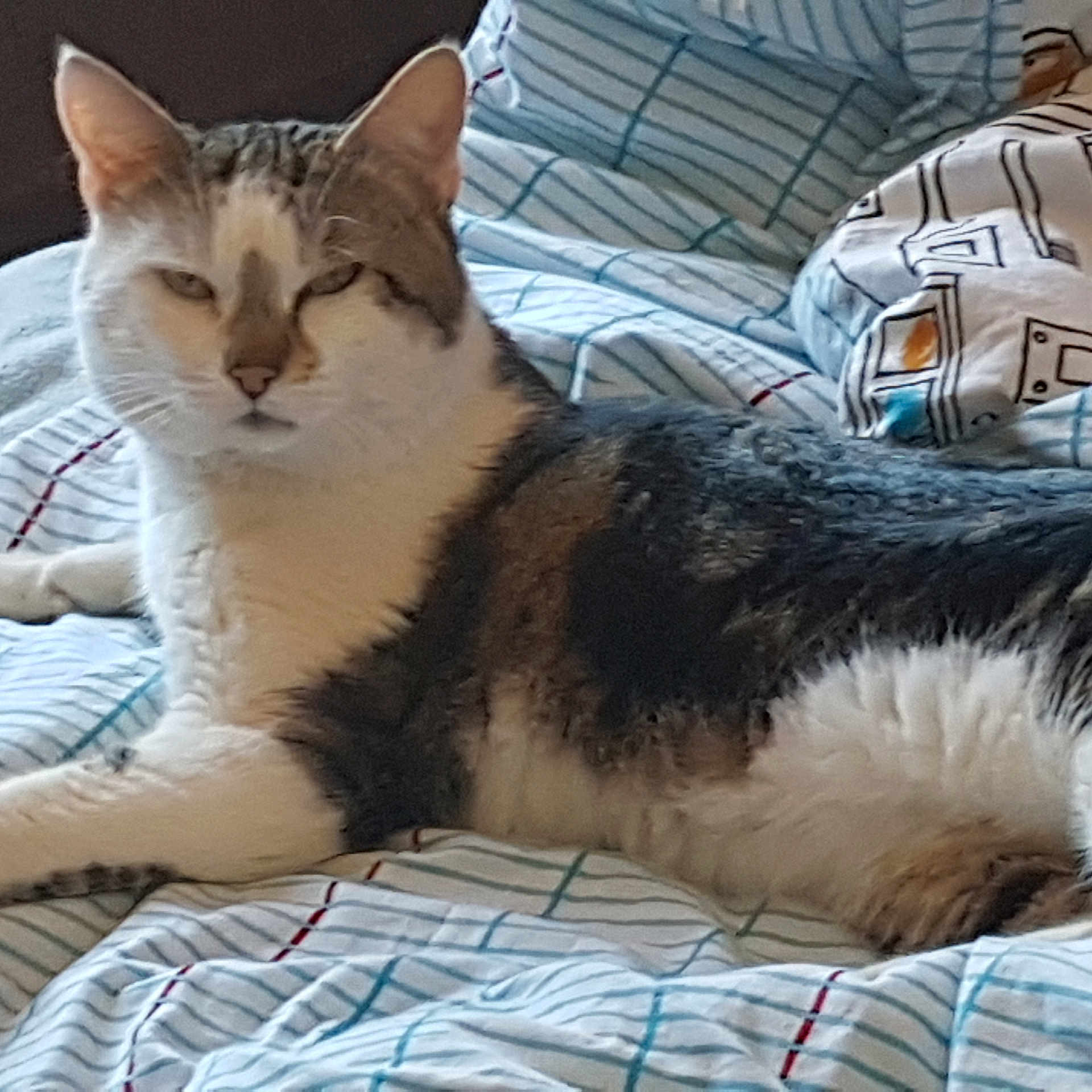 Miaoumiaou