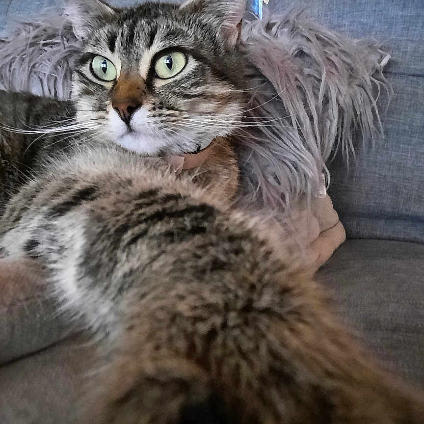 Jessie participe au concours pour gagner de l'argent avec cette photo : abyssinian, animal, architecture, armchair, building, cat, chair, couch, cushion, furniture, hardwood, homedecor, indoors, interiordesign, kitten, livingroom, manx, pet, room, wood