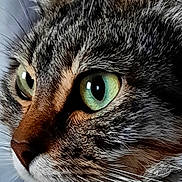 Jessie participe au concours pour gagner de l'argent avec cette photo : abyssinian, angora, animal, blackcat, cat, kitten, manx, pet, snout