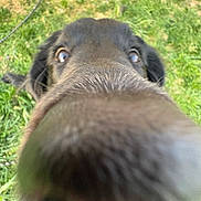 Kirscha is registered to the contest to win money with this photo: dog, black_dog, close_up, nose, sniffing, grass, outdoor, pet, animal, curious, canine, face, fur, ears, nature, daylight, playful, background, snout, wide_eyes