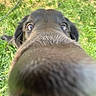 dog, black_dog, close_up, nose, sniffing, grass, outdoor, pet, animal, curious, canine, face, fur, ears, nature, daylight, playful, background, snout, wide_eyes