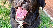 Kirscha joined the competition — help win amazing prizes! dog, black_dog, pet, canine, grass, greenery, tongue_out, happy, smiling, outdoor, close_up, nose, fur, ears, collar, brick_wall, playful, animal, friendly, tongue