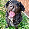 dog, black_dog, pet, canine, grass, greenery, tongue_out, happy, smiling, outdoor, close_up, nose, fur, ears, collar, brick_wall, playful, animal, friendly, tongue