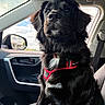 Kirscha joined the competition — help win amazing prizes! dog, black_dog, pet, car_interior, car_seat, red_harness, window, side_mirror, seatbelt, sunlight, ears, fur, animal, canine, collar, leash, looking, portrait, indoor, vehicle