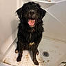 Kirscha joined the competition — help win amazing prizes! dog, wet, muddy, shower, bathroom, tongue_out, happy, black_fur, sitting, pet, animal, dirty, collar, floor_drain, white_shower, indoor, cleaning, playful, mud, canine