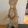 kitten, cat, ginger_cat, standing, indoor, curious, furniture, couch, pet, animal, young, fur, whiskers, ears, floor, wall, home, domestic, cute, playful