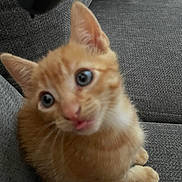 Oliver is registered to the contest to win money with this photo: cat, closeup, couch, cute, domestic_animal, ears, feline, fur, furniture, gray_couch, indoor, kitten, looking_up, orange_cat, pet, sitting, small_animal, whiskers, wide_eyes, young_animal