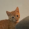 Oliver joined the competition — help win amazing prizes! animal, background, cat, closeup, couch, curious, cute, ears, face, feline, fur, gray, indoor, kitten, looking, orange_tabby, pet, texture, whiskers, young