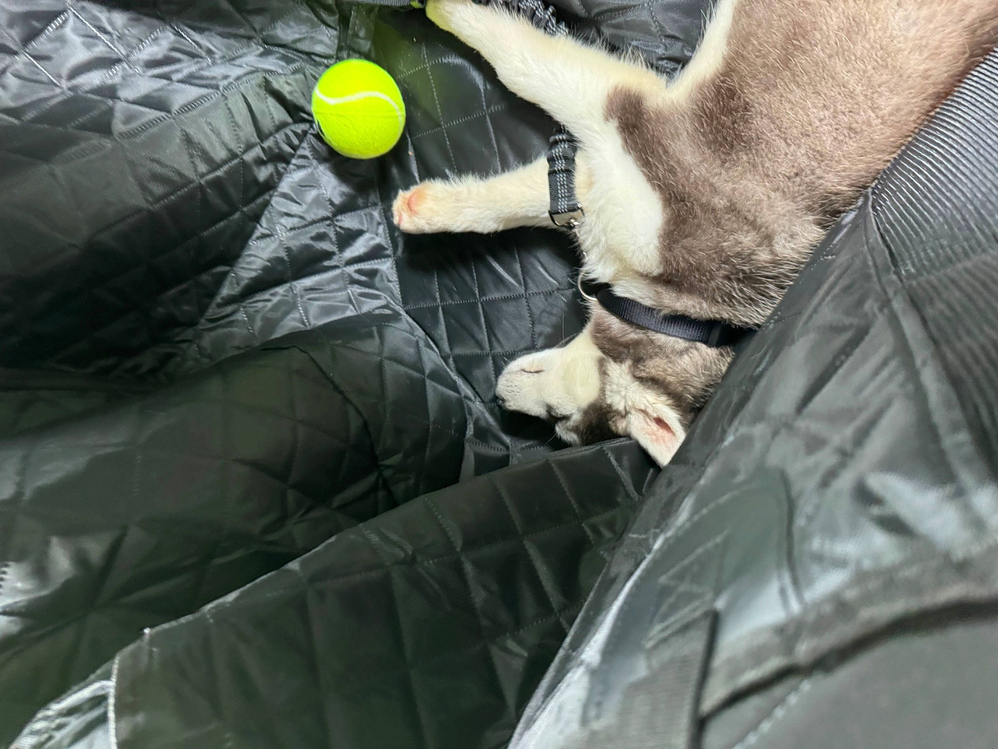 Vinka participe au concours pour gagner de l'argent avec cette photo : auto_part, automotive_exterior, automotive_lighting, automotive_tire, automotive_window_part, carnivore, cat, felidae, glass, glove, grass, hood, motor_vehicle, small_to_medium_sized_cats, tints_and_shades, vehicle_door, vertebrate, whiskers, windshield, wood