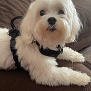 Maximillion is registered to the contest to win money with this photo: dog, white_dog, fluffy, pet, canine, harness, indoor, couch, furniture, brown, orange_blanket, curious, lying_down, close_up, fur, companion, domestic_animal, cute, animal, relaxed