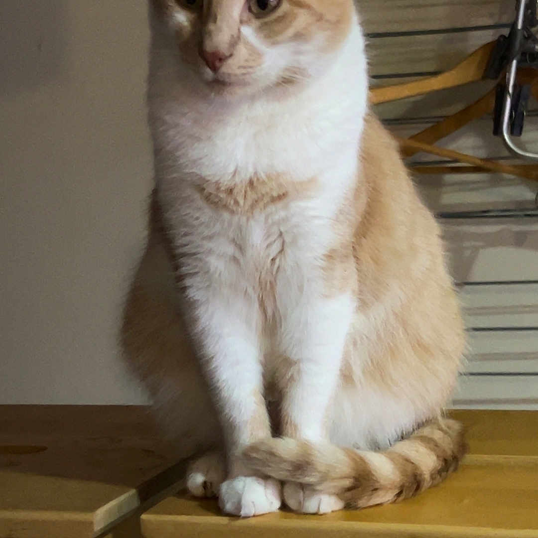 Tioutiou a rejoint le concours — aidez-le/la à gagner de superbes lots ! animal, calm, cat, cream_colored_cat, curious, domestic_cat, ears, feline, fur, furniture, household, indoor, paws, pet, sitting, table_leg, tail, whiskers, white_cat, wooden_table