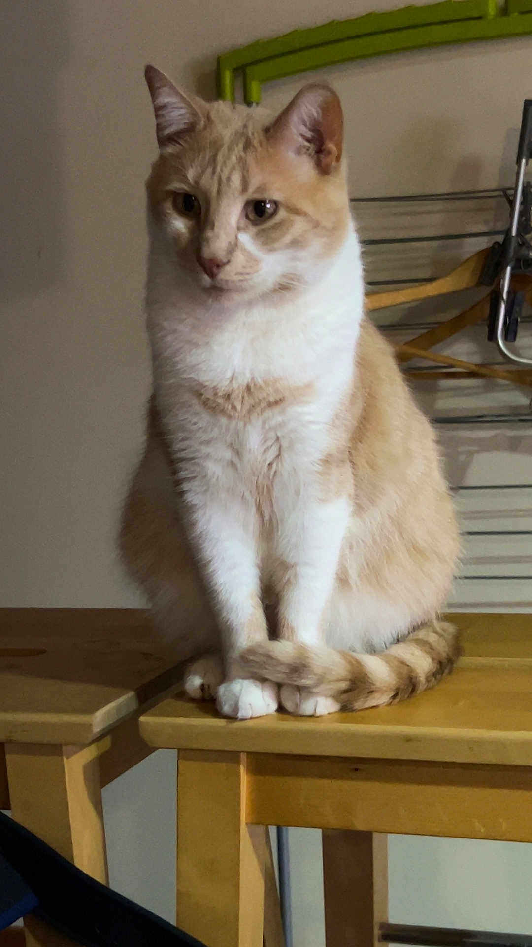 Tioutiou a rejoint le concours — aidez-le/la à gagner de superbes lots ! cat, cream_colored_cat, white_cat, indoor, wooden_table, tail, paws, feline, pet, domestic_cat, curious, calm, sitting, fur, ears, whiskers, table_leg, household, furniture, animal