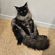 Vegas a rejoint le concours — aidez-le/la à gagner de superbes lots ! cat, fluffy, black, gray, indoor, sitting, relaxed, tail, fur, pet, animal, yellow_eyes, carpet, wall, cute, domestic, feline, portrait, resting, cozy