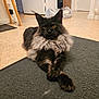 cat, fluffy, black_cat, gray_fur, indoor, rug, crossed_paws, pet, animal, relaxed, feline, home, floor, cozy, ears, whiskers, eyes, fur, laying, domestic_cat