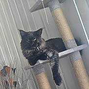 Vegas participe au concours pour gagner de l'argent avec cette photo : animal, black_cat, cat, cat_tree, cute, decorative_plants, domestic_cat, feline, fluffy, fur, home_interior, indoor, long_fur, lounging, paw, pet, pet_accessory, relaxed, resting, vertical_blinds