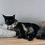 cat, fluffy, black_cat, gray_fur, yellow_eyes, towel, star_pattern, wooden_surface, indoor, resting, pet, feline, long_hair, tail, ears, relaxed, domestic_animal, animal, home_interior, furniture