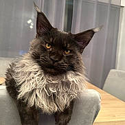 Vegas participe au concours pour gagner de l'argent avec cette photo : animal, cat, chair, close_up, curtains, cute, domestic_cat, feline, fluffy, furniture, golden_eyes, home, indoor, long_hair, mammal, pet, portrait, relaxed, table, whiskers