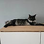 Vegas participe au concours pour gagner de l'argent avec cette photo : cat, feline, black_cat, fluffy, long_hair, yellow_eyes, lounging, wooden_surface, cabinet, indoor, pet, animal, relaxed, texture_wall, gray_wall, side_view, looking_at_camera, domestic_cat, quiet, calm