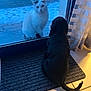 cat, dog, window, glass, snow, doorstep, mat, curtain, tile_floor, indoor, outdoor, white_cat, black_dog, staring, pet, reflection, winter, cozy, home, animal_face