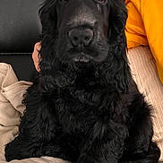 Asto participe au concours pour gagner de l'argent avec cette photo : dog, black_dog, spaniel, pet, fur, paws, nose, eyes, sitting, sofa, leather_sofa, blanket, cozy, portrait, close_up, indoor, human_arm, yellow_clothing, curly_fur, long_ears