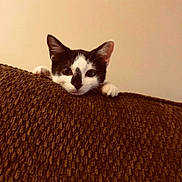 Zoe is registered to the contest to win money with this photo: aegean_cat, carnivore, cat, domestic_short_haired_cat, ear, european_shorthair, eye, fawn, felidae, floor, flooring, fur, kitten, mammal, ojos_azules, polydactyl_cat, small_to_medium_sized_cats, snowshoe, tail, whiskers