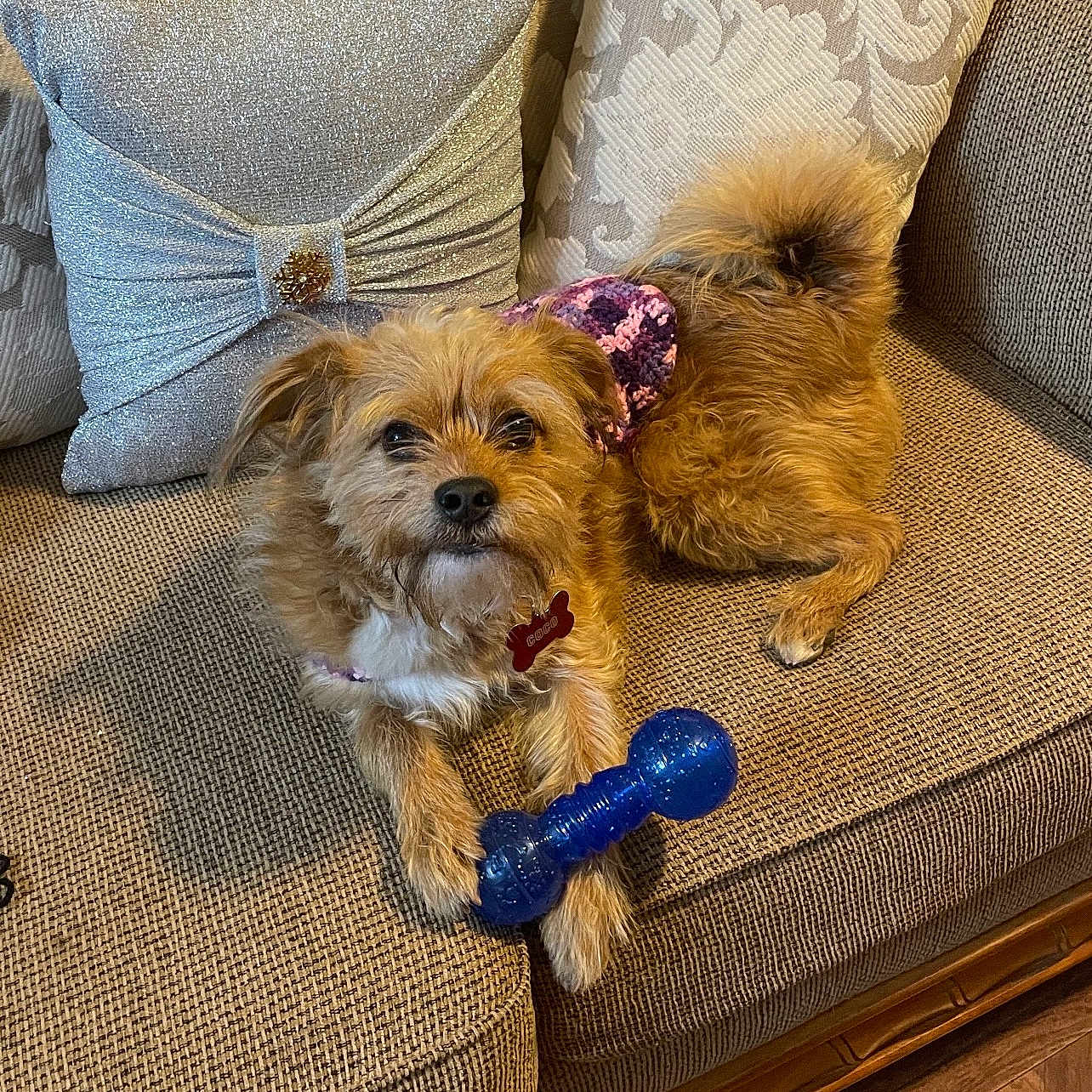 Coco is registered to the contest to win money with this photo: affenpinscher, animal, architecture, armchair, building, canine, chair, couch, cushion, dog, furniture, homedecor, indoors, interiordesign, livingroom, pet, poodle, puppy, room, terrier