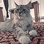 Valentine participe au concours pour gagner de l'argent avec cette photo : animal, cat, closeup, cozy, curtain, domestic, feline, floor, fluffy, fur, home, indoor, paws, pet, relaxed, rug, stretching, table, whiskers, window