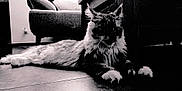 Valentine a rejoint le concours — aidez-le/la à gagner de superbes lots ! animal, black_and_white, cat, couch, cushion, ears, feline, floor, fur, home, indoor, mammal, paws, pet, quiet, relaxing, resting, shadow, whiskers, wooden_table