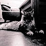 animal, black_and_white, cat, couch, cushion, ears, feline, floor, fur, home, indoor, mammal, paws, pet, quiet, relaxing, resting, shadow, whiskers, wooden_table