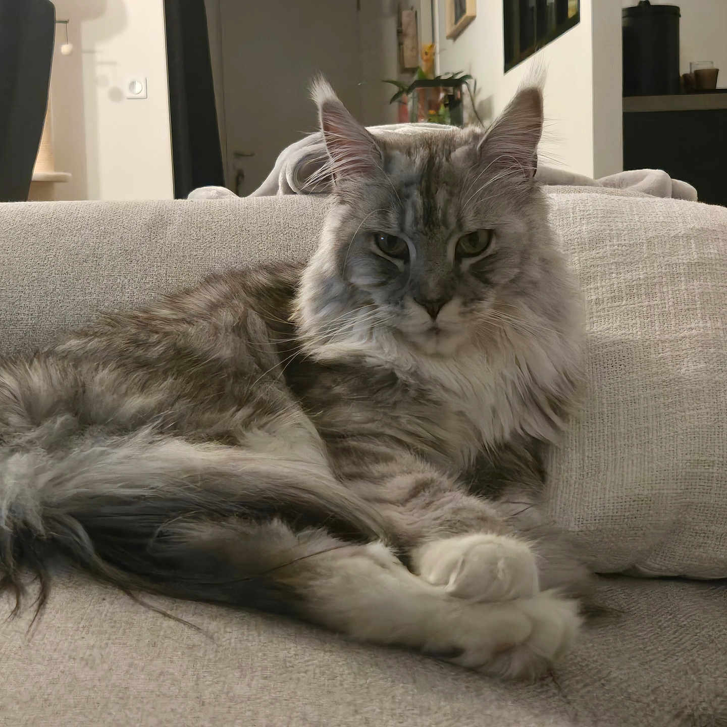 Valentine a rejoint le concours — aidez-le/la à gagner de superbes lots ! blanket, cat, cozy, cushion, ear_tufts, fluffy_cat, furniture, grey_fur, houseplant, indoor, living_room, long_hair, paw, pet, portrait, relaxed, scratching_post, sofa, tail, whiskers