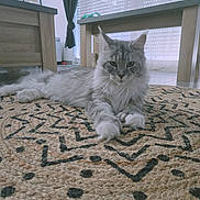 Valentine participe au concours pour gagner de l'argent avec cette photo : animal, calm, cat, closeup, curtain, domestic, feline, floor, fluffy, furniture, home, indoor, mammal, natural_light, patterned_rug, pet, relaxed, rug, window, wooden_table