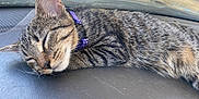 Twixie is registered to the contest to win money with this photo: animal, car_dashboard, cat, close_up, closed_eyes, collar, cute, ears, feline, fur, indoor, nose, pet, purple_collar, relaxation, resting, sleeping, sunlight, tabby_cat, whiskers