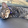animal, car_dashboard, cat, close_up, closed_eyes, collar, cute, ears, feline, fur, indoor, nose, pet, purple_collar, relaxation, resting, sleeping, sunlight, tabby_cat, whiskers