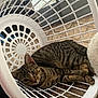 Twixie joined the competition — help win amazing prizes! animal, cat, close_up, cozy, curious, domestic_animal, ears, feline, household, indoor, laundry_basket, looking, paws, pet, quilted_surface, relaxed, resting, striped, tabby, whiskers