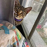 Twixie joined the competition — help win amazing prizes! animal, cat, closeup, colorful, curious, curtain, daylight, eye_contact, face, home, indoor, kitten, mesh_screen, peeking, pet, plastic_bag, purple_collar, tabby, toys, window