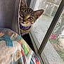 animal, cat, closeup, colorful, curious, curtain, daylight, eye_contact, face, home, indoor, kitten, mesh_screen, peeking, pet, plastic_bag, purple_collar, tabby, toys, window