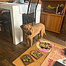 animal, bananas, brown_dog, cabinet, chairs, coasters, curious, decorative_items, dining_room, dog, floor, furniture, indoor, interior, kitchenware, mobile_phone, pet, table, tablecloth, wooden_floor