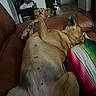 animal, belly_up, blanket, brown_dog, colorful_blanket, couch, cozy, dog, fur, home, indoor, leather_couch, living_room, lying_down, paw, pet, relaxed, resting, sleeping, snout
