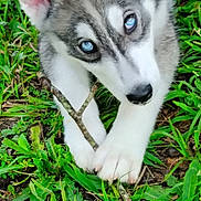 Chaos is registered to the contest to win money with this photo: animal, blue_eyes, canine, chewing, close_up, cute, dog, fur, grass, greenery, husky, lying_down, nature, outdoor, paw, pet, playful, puppy, stick, young_dog